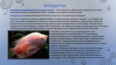 Грибковые и бактериальные заболевания аквариумных рыбок - online  presentation