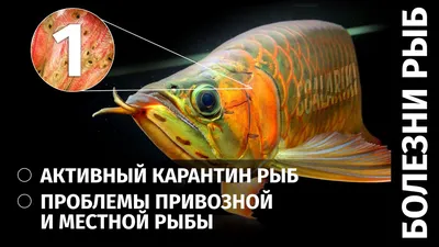 Пецилия черная 4-5 см. | Живородящие | Аквариумные рыбки | Интернет-магазин  Fishmarket – аквариумные и прудовые рыбки, корма для рыб, химия для воды,  оборудование для аквариума и пруда, аксессуары, декорации, аквариумы