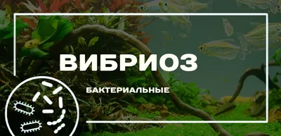 Рыба стрелок, или смышленые брызгуны. Это самый требовательный к содержанию  соли в воде вид. Рыбка-брызгун известна тем, что ловко сбивает на воду  насекомых, точно выплевывая в них довольно сильную струю.