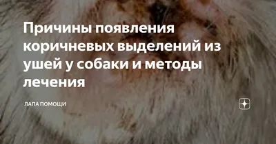 Отит у собак: симптомы, диагностика и лечение | ВКонтакте