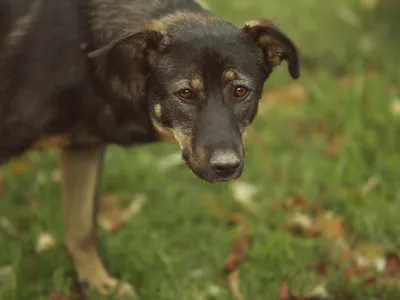 Грибок у собак - виды грибковых заболеваний у собак | Royal Canin