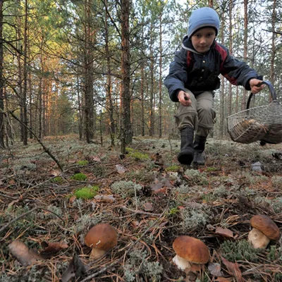 В лесах Брянской области начался долгожданный грибной сезон