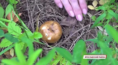 Жительница Брянска нашла грибы в Крещенскую оттепель - Брянский ворчун