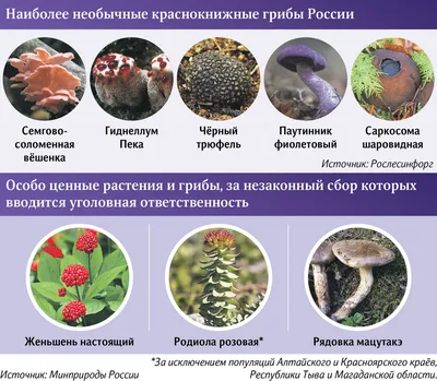 В Калининградской области произрастает 300 съедобных видов грибов —  Вести-Калининград