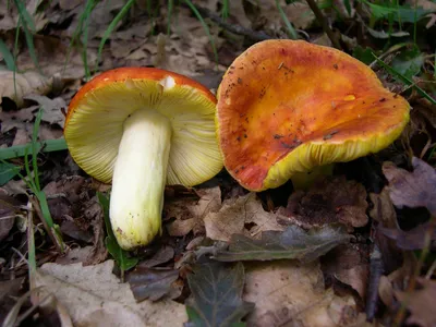 Boletus edulis, Белый гриб