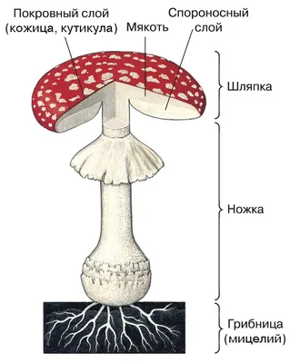 Галлюциногенные грибы — Википедия