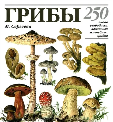 Грибы белые отборные шляпка 1-5см, 5кг - 2520010205 - купить оптом в Москве