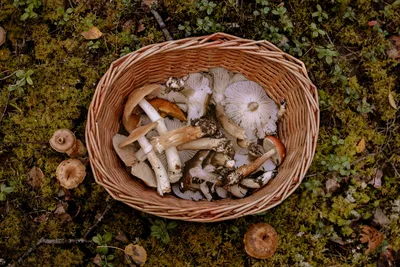 Грибы Тебердинского Заказника. Архыз.. Фотограф Сытилин Павел