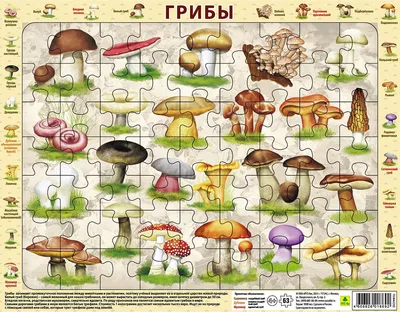 В Липецкой области спасатели выручили потерявшегося грибника | происшествия  | ЛИПЕЦК | АиФ Черноземье