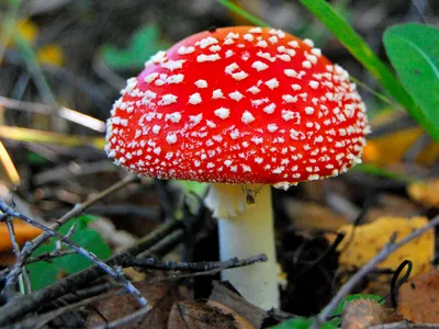 Мухомор красный, Amanita muscaria. Мурманская обл., г.Ковдор, 28.08.2016г.  — Фото №223509