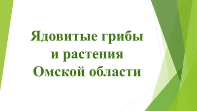 Тихая охота за шляпками. В Омской области открыт грибной сезон. | ОБЩЕСТВО  | АиФ Омск