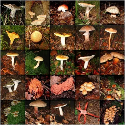 Коллаж Съедобные Грибы, Сыроежка; Suillus; Груздь; Leccinum Aurantiacum;  ЕКАК, Lycoperdon Фотография, картинки, изображения и сток-фотография без  роялти. Image 15494988