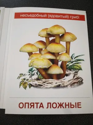 Грибы В Хвойном Лесу Съедобные Грибы Для Приготовления Вкусных Блюд —  стоковые фотографии и другие картинки Белый - iStock