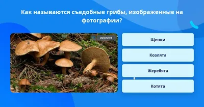 Волшебное Кольцо Съедобные Грибы Растущие В Траве Макрофотографии —  стоковые фотографии и другие картинки Без людей - iStock