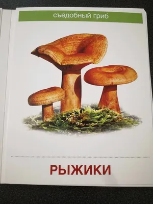 Иллюстрация 4 из 30 для Демонстрационные картинки \"Грибы съедобные и  несъедобные\" (173х220 мм) - Т. Цветкова | Лабиринт - книги. Источник:  Бабкин Михаил Юрьевич