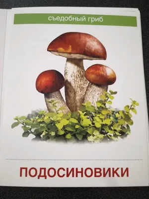 Иллюстрация 23 из 30 для Демонстрационные картинки \"Грибы съедобные и  несъедобные\" (173х220 мм) - Т. Цветкова |