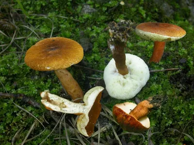 Pholiota flammans, Чешуйчатка огненная