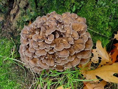 Pholiota flammans, Чешуйчатка огненная