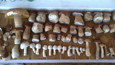 Белые, маслята, подберезовики: где и какие грибы уже можно найти в  окрестностях Томска