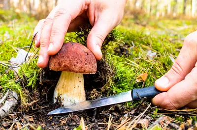Биологи нашли экзотический гриб в Томской области | Новости науки