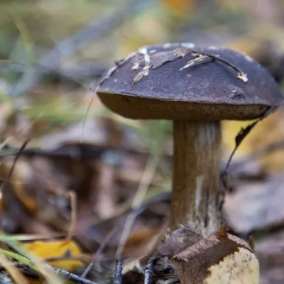 Когда какие и где собирать грибы в Томске - База отдыха Деревенская Усадьба