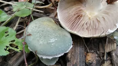 Редкий краснокнижный гриб «дама под вуалью» нашли томичи в Михайловской роще
