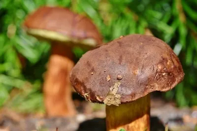 В Томской области к весне выросло мало грибов - KP.RU