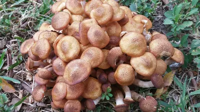 Томичи хвастаются грибными трофеями: в августе пошли белые грибы