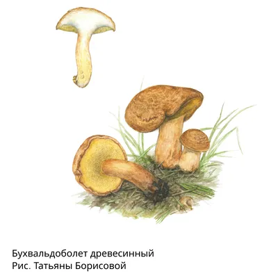 Грибы 2020. Белые грибы в Томской области. Белый гриб в мае 2020. Первые  грибы. Урожай грибов в 2020 - YouTube