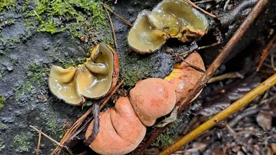 В Томской области ученые нашли 20 редких видов грибов - РИА Новости,  21.11.2023