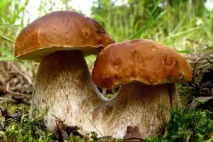 Съедобные грибы Томской области - фото и картинки: 65 штук