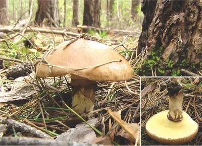 Эксперт Федотов объяснил, почему из подмосковных лесов «исчезли» грибы