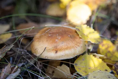 Томичи хвастаются грибными трофеями: в августе пошли белые грибы