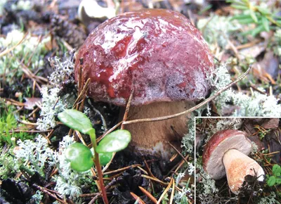Эксперт: массовый сбор грибов начнется в лесах Томской области на днях -  РИА Томск