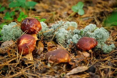 За сбор краснокнижных грибов и растений можно будет получить реальный срок  • TOMSK.RU