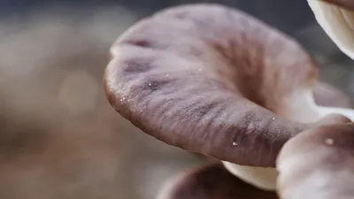 Редкие грибы в форме пирожных обнаружили в заповеднике Ленобласти |  ОБЩЕСТВО | АиФ Санкт-Петербург