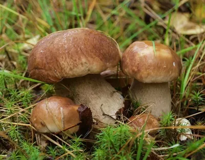 Специалисты рассказали, когда в томских лесах появятся белые грибы |  01.08.2023 | Томск - БезФормата