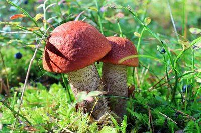 В Молчановском районе рекордный урожай грибов: не поверите, пока не  увидите! » Томское время - телеканал