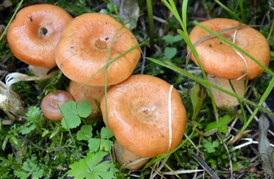 Белые грибы выросли в Университетской роще - YouTube