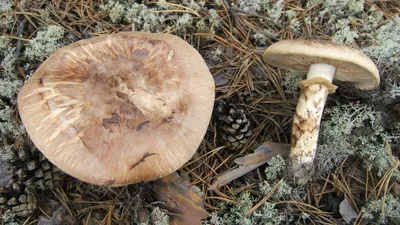 Опята пошли: томичи ринулись в лес за любимыми грибами | 05.09.2022 | Томск  - БезФормата