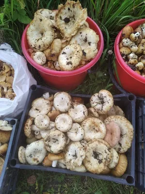 Съедобные грибы Томской области (Много фото) - treepics.ru