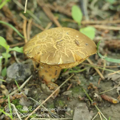 Биологи нашли экзотический гриб в Томской области | Новости науки