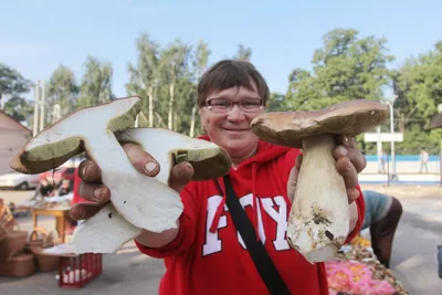 Более 20 видов грибов и растений занесут в Красную книгу Томской области -  KP.RU
