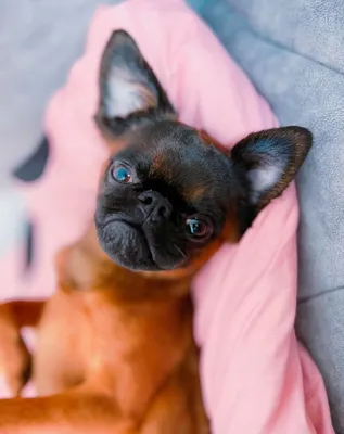 Брюссельский гриффон: описание 🐕 породы собак, характер, фото