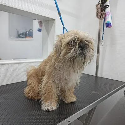 Брюссельский гриффон (Brussels Griffon) - это веселая, дружелюбная и  немного капризная порода собак. Фото, описание и отзывы.