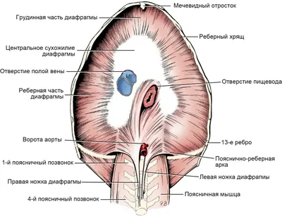 АВЗ. Здоровье животных - Межпозвоночная грыжа у собаки: как и почему  развивается 🐕 ❓ Если описывать ситуацию упрощенно, то позвоночник собаки,  как и человеческий, состоит из позвонков и дисков между ними. Эти