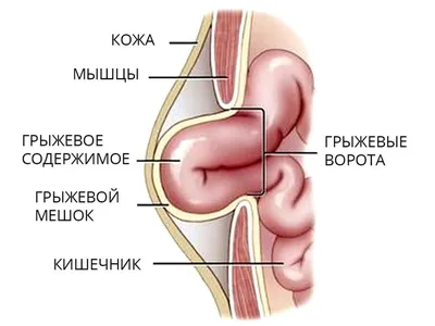 Собака не поднимает голову, причины