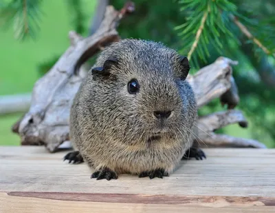 8 мелких грызунов 🐭 из которых получаются отличные домашние животные |  Кругозор Питомцев | Дзен