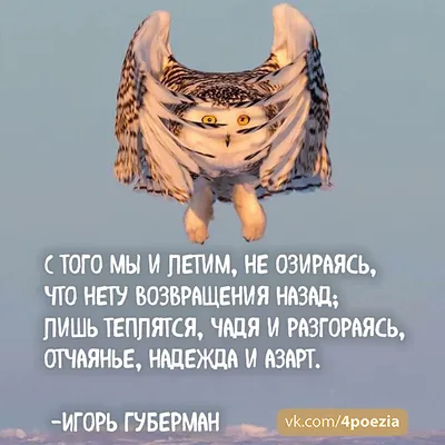 Купить книгу О выпивке, о Боге, о любви - Игорь Губерман  (978-5-17-080625-6) в Киеве, Украине - цена в интернет-магазине Аконит,  доставка почтой