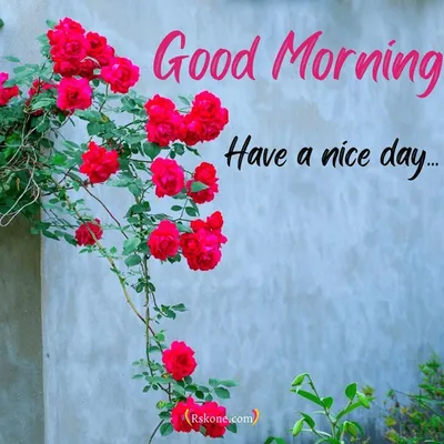 Top Awesome Good Morning Photos, Wishes, Images, Pics | Good morning  flowers gif, Good morning flowers rose, Good morning flowers